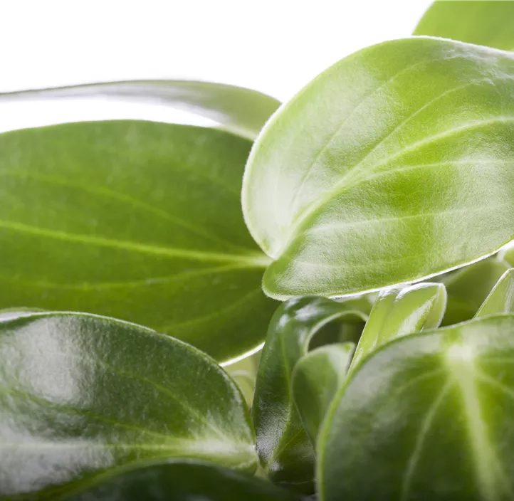 Peperomie 'Obtipan'®