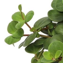 Peperomia pecunifolia