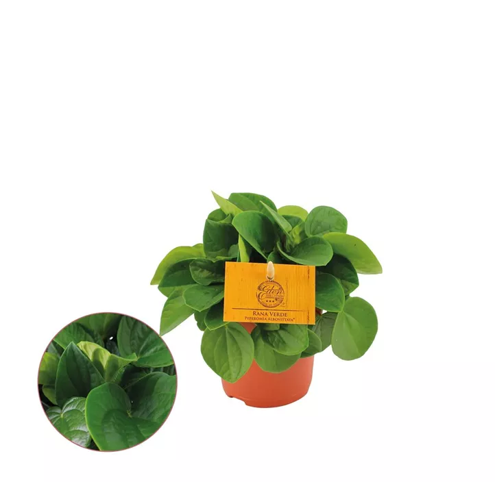 Zwergpfeffer 'Rana Verde'