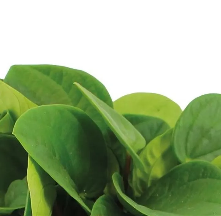 Zwergpfeffer 'Rana Verde'