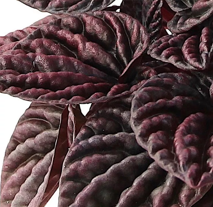 Zwergpfeffer 'Red Luna'