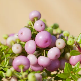 Pernettya mucronata