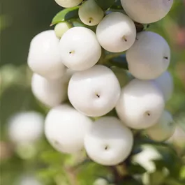 Pernettya mucronata Duo