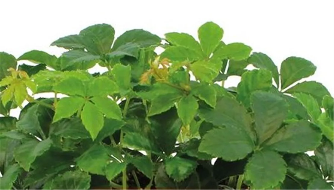 Parthenocissus Striata, Zimmerwein - Bellaflora