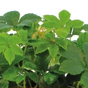 Parthenocissus Striata