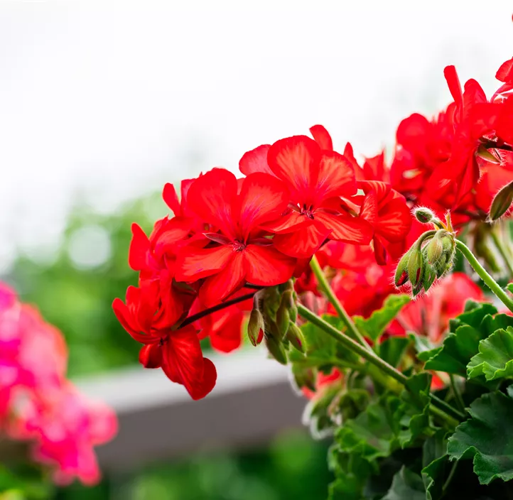 Hängepelargonie