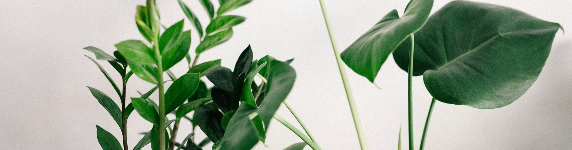 annie-spratt-JruJFy08KB8-unsplash-0-917-5504-7338 annie-spratt-JruJFy08KB8-unsplash-0-917-5504-7338