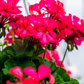 Pelargonium peltatum 'Prinzessin von Balkonien' Bicolor