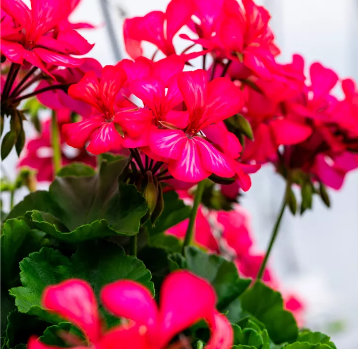 Hängepelargonie