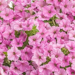 Petunia HybrideTerrasse Vista