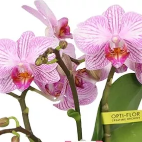 Phalaenopsis Amorosso