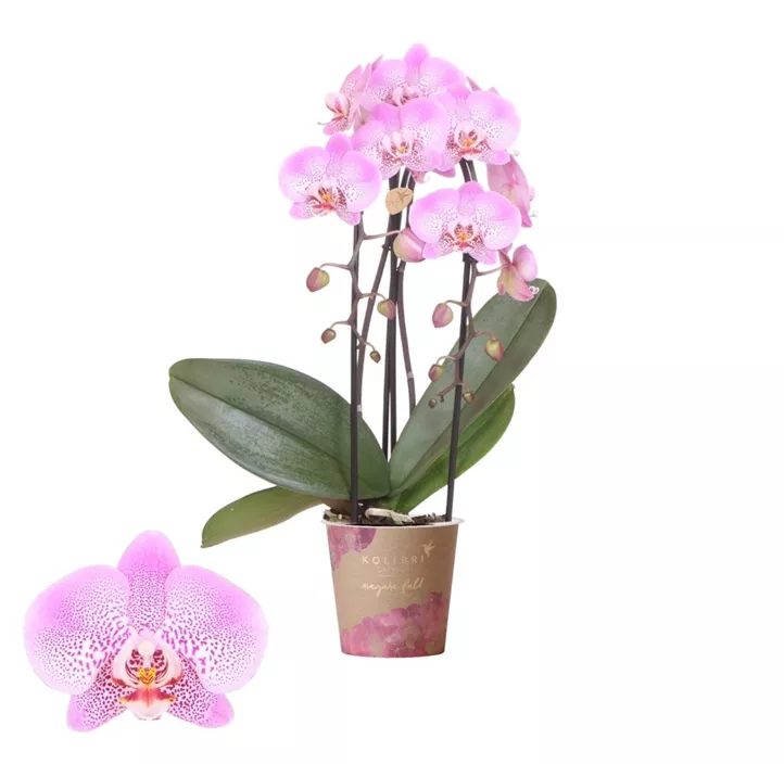 Schmetterlingsorchidee Niagara Falls 'Jillion'