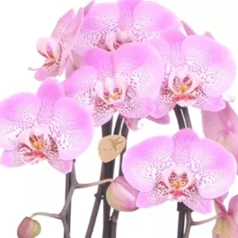 Phalaenopsis Cascade Niagara Falls Jillion