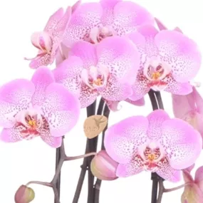 Phalaenopsis Cascade Niagara Falls Jillion
