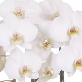 Phalaenopsis Cascade Niagara Falls Leeds