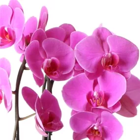 Phalaenopsis Cascade Niagara Falls Wellness