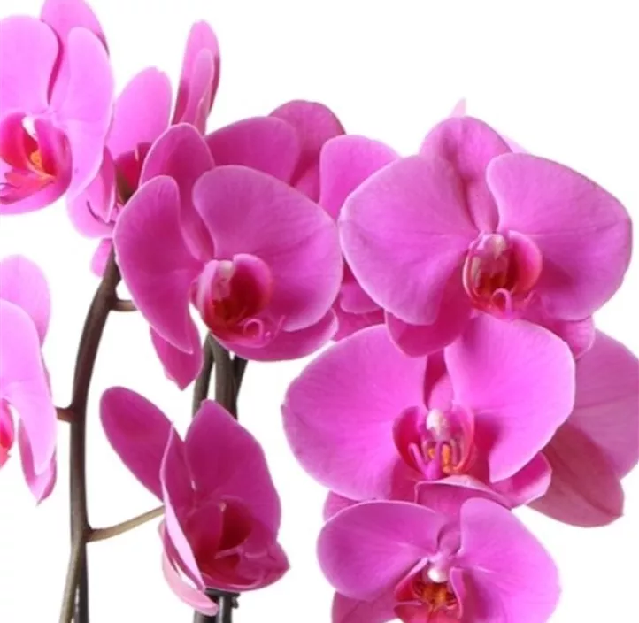 Schmetterlingsorchidee Niagara Falls 'Wellness'