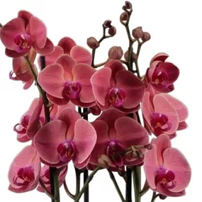 Phalaenopsis Duetto Asian Coral