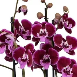 Phalaenopsis Duetto Lembongan