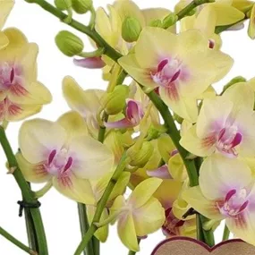 Phalaenopsis Duetto Multi Spunky