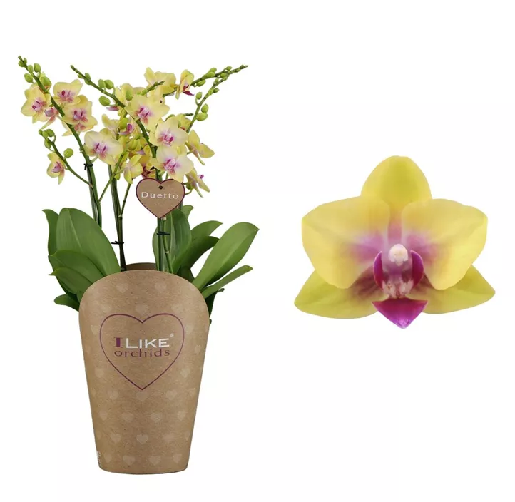 Schmetterlingsorchidee 'Duetto Multi Spunky'