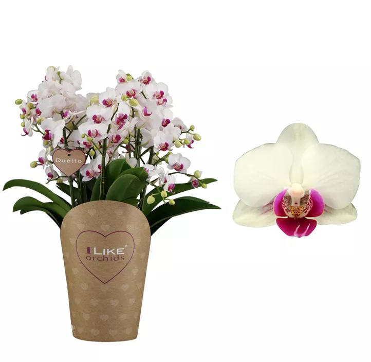 Schmetterlingsorchidee 'Red Lips'