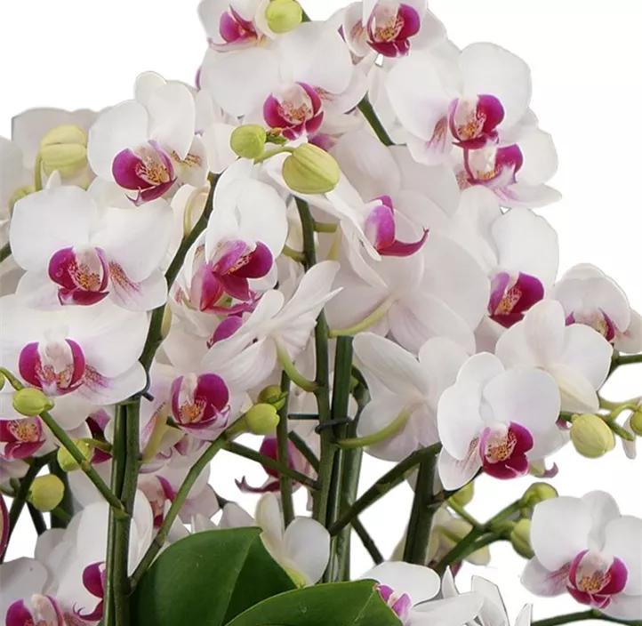 Schmetterlingsorchidee 'Red Lips'