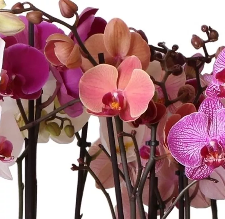 Schmetterlingsorchidee