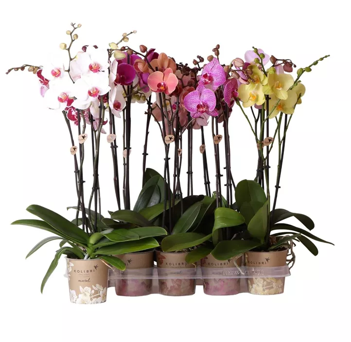 Schmetterlingsorchidee