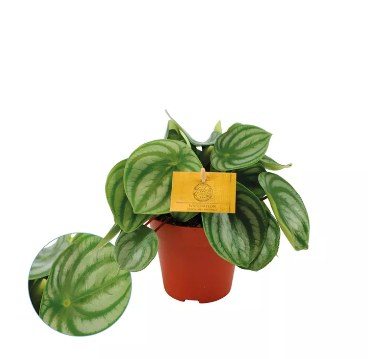 Peperomie 'Watermellon'