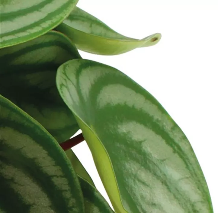 Peperomie 'Watermellon'