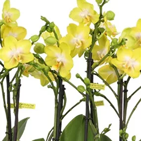 Phalaenopsis hybride Arezzo