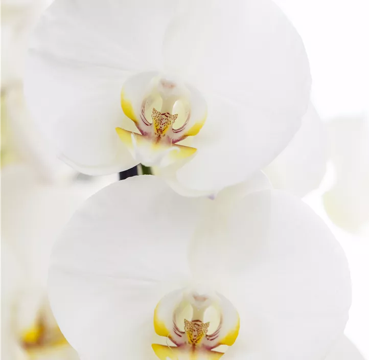 Phalaenopsis 'Balletto'