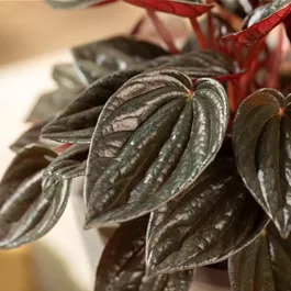 Peperomia Caperata Montevideo®