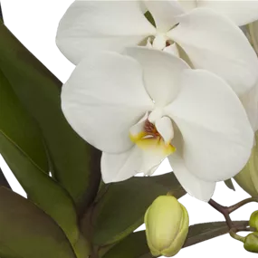 Phalaenopsis Hybride Formidablo