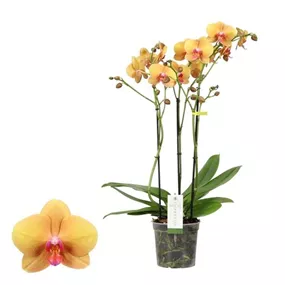 Phalaenopsis Hybride Impresso Letizia