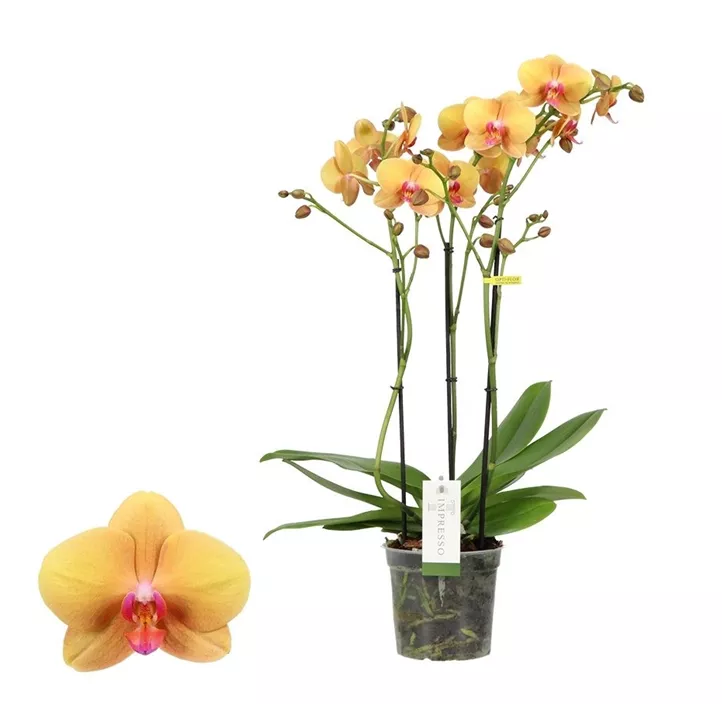 Schmetterlingsorchidee 'Impresso Letizia'