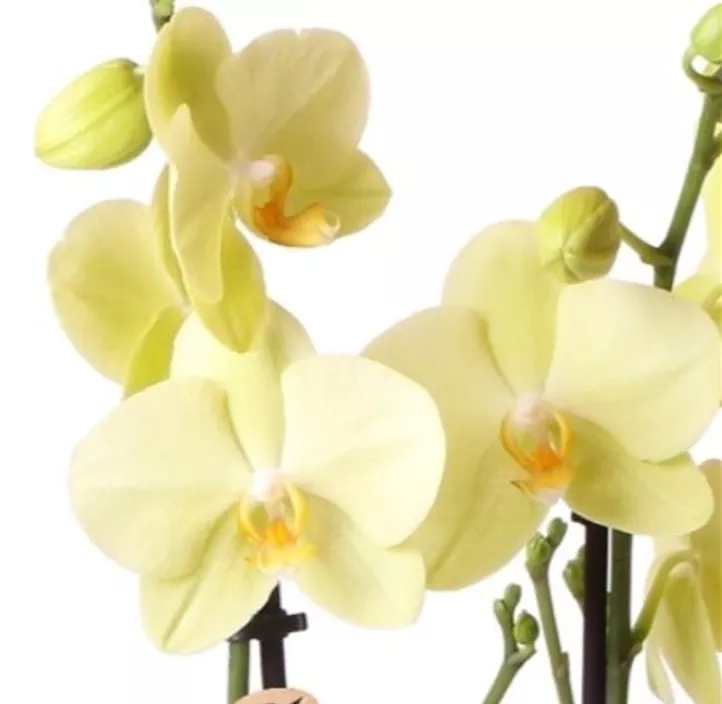 Schmetterlingsorchidee 'Kolibri'