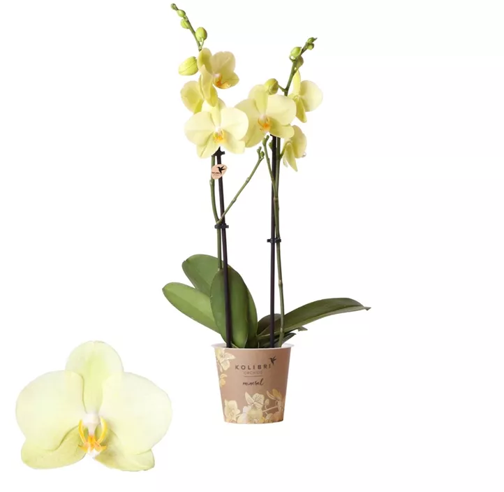 Schmetterlingsorchidee 'Kolibri'