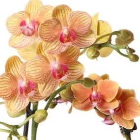 Phalaenopsis Hybride Kolibri orange