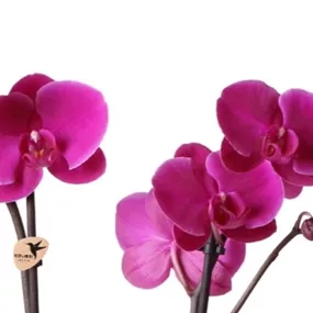 Phalaenopsis Hybride Kolibri violett