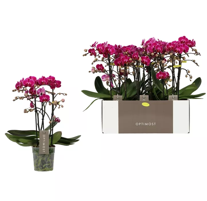 Schmetterlingsorchidee 