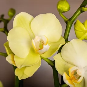 Phalaenopsis Hybride Vayenne