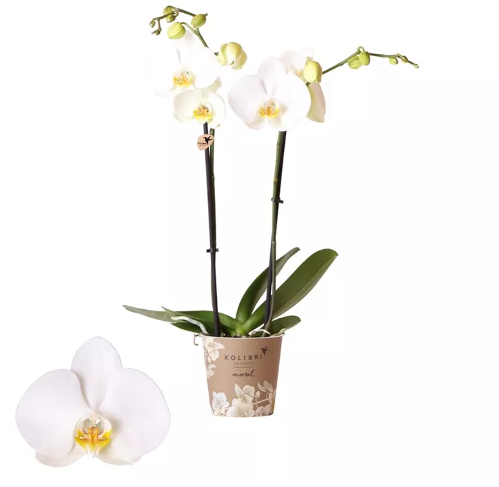 Schmetterlingsorchidee