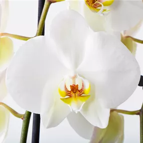 Phalaenopsis hybride weiß