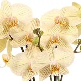 Phalaenopsis Jive