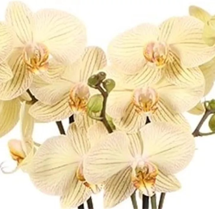 Schmetterlingsorchidee 'Jive'