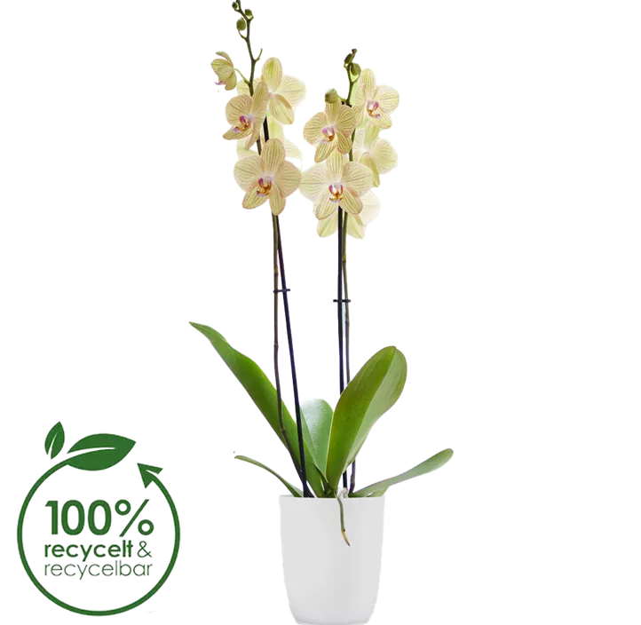 Orchideen-Übertopf Flow