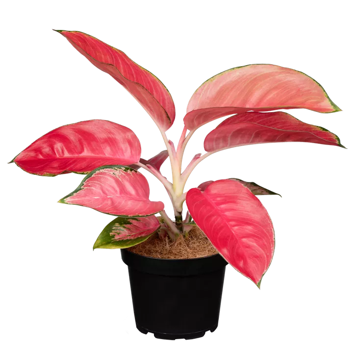 Koldenfaden 'Pink Star'