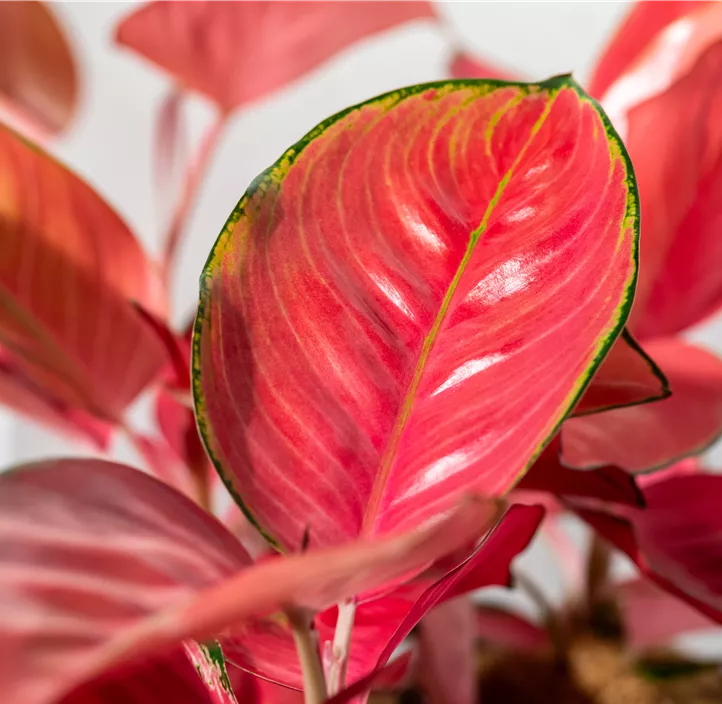 Koldenfaden 'Pink Star'